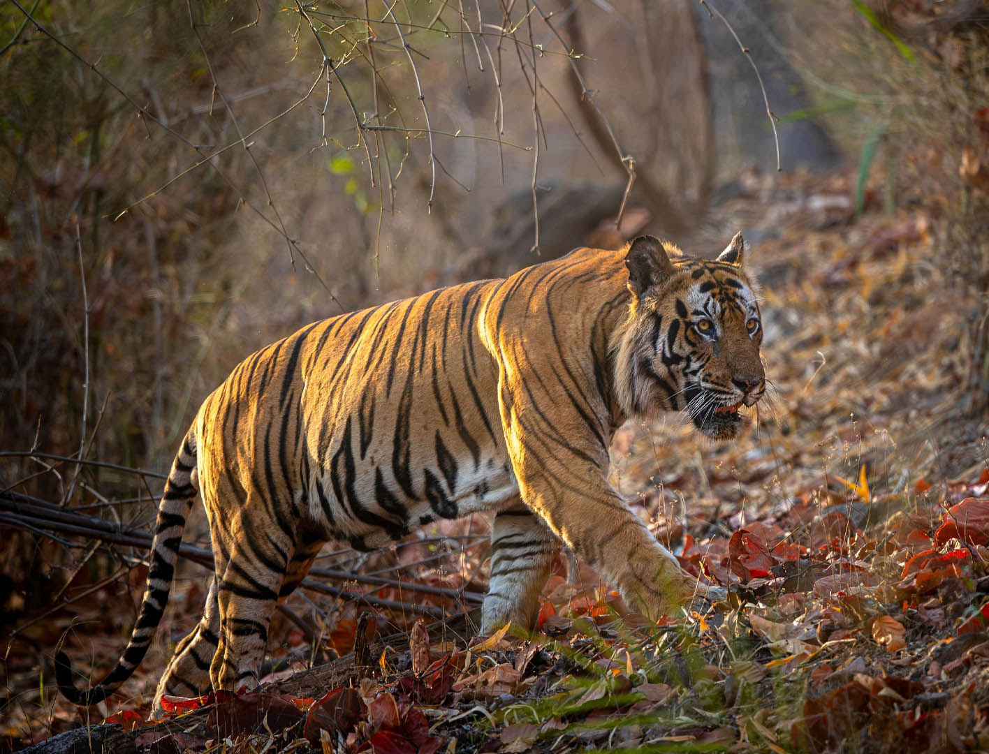 ببر Tiger