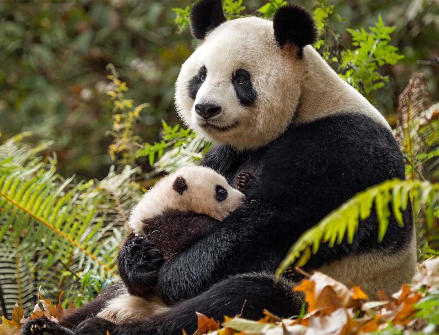 متولد چین Born in China