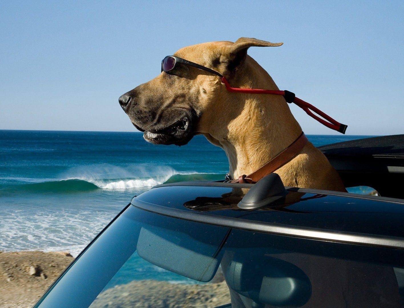 مارمادوک Marmaduke
